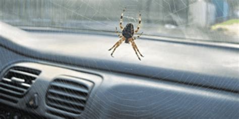 how to get rid of spiders in car naturally: Exploring Unconventional Yet Effective Natural Methods